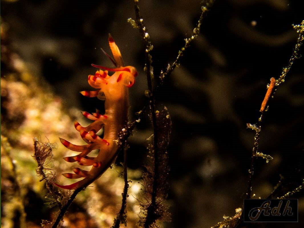 Bicolor Flabellina, Komodo Dive Site Bicolor Flabellina