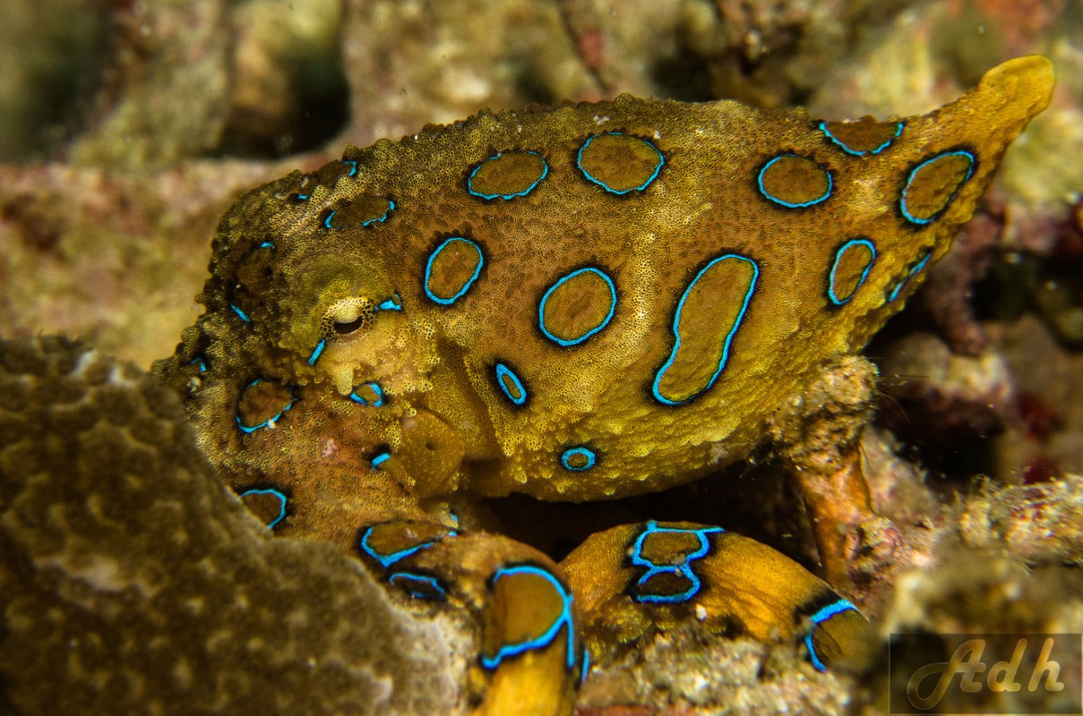 Blue Ringed Octopus - Hapalochlaena Lunulata
