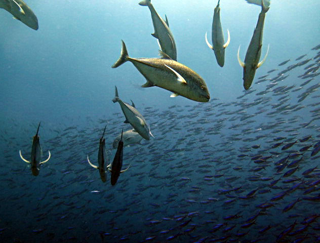 Bluefin Trevallies at Castle Rock dive site, Komodo, Indonesia Bluefin Trevallies