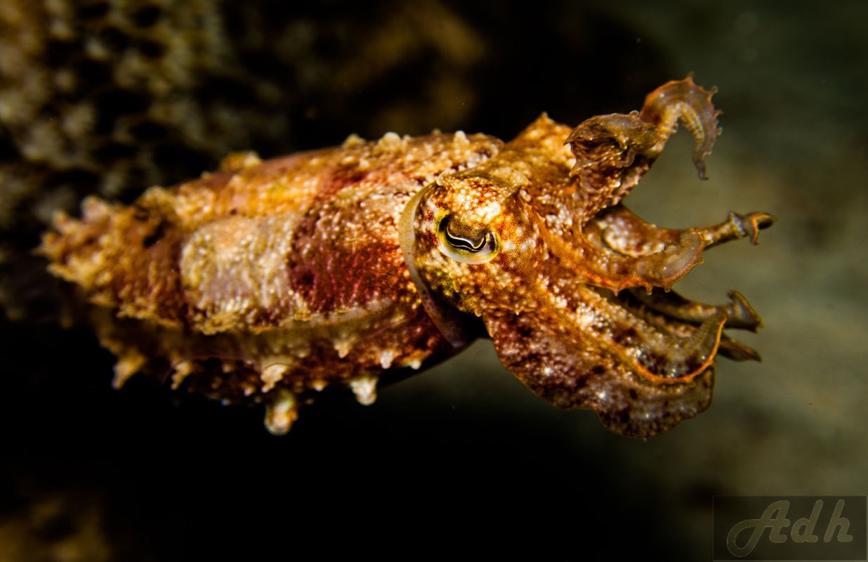 Cuttlefish, Anilao, Batangas, Philippines Broad Club Cuttlefish Sepia Latimanus
