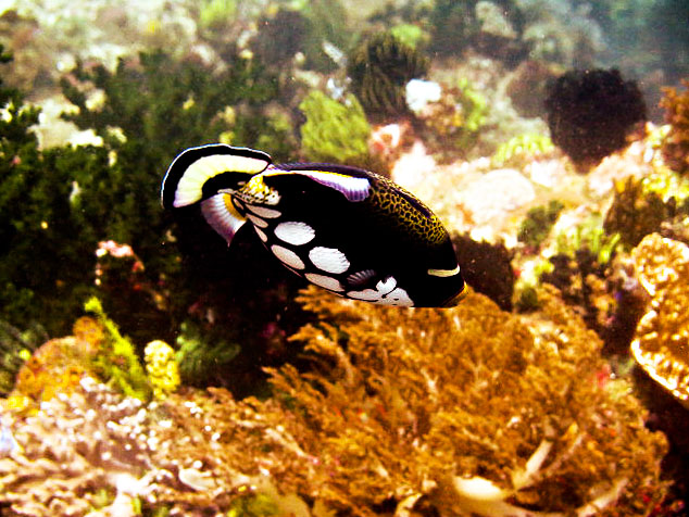 Clown Triggerfish, Raja Ampat Clown Trigger Fish