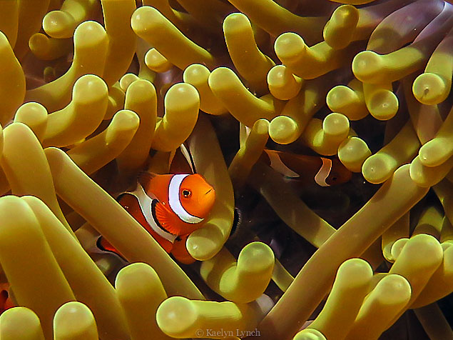 Clownfish in Anemone, Komodo Clownfish, Komodo
