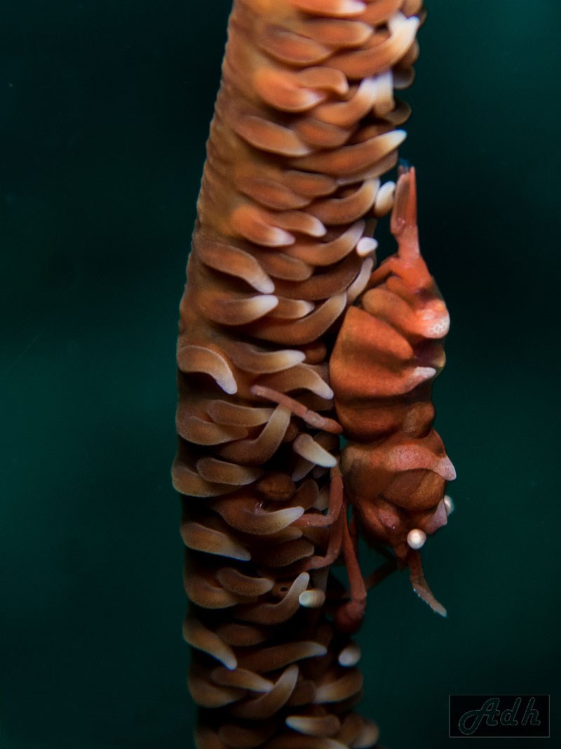 Coral Whip Shrimp, Malapascua, the Visayas, Philippines Coral Whip Shrimp, Malapascua, the Visayas, Philippines