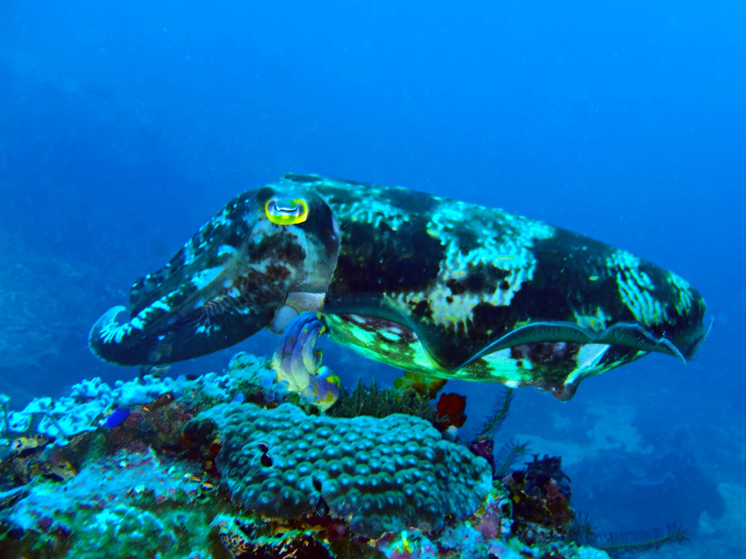 Cuttlefish, Komodo Diving Cuttlefish