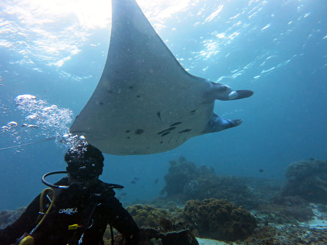 Diver with Manta at Manta Point, Komodo
