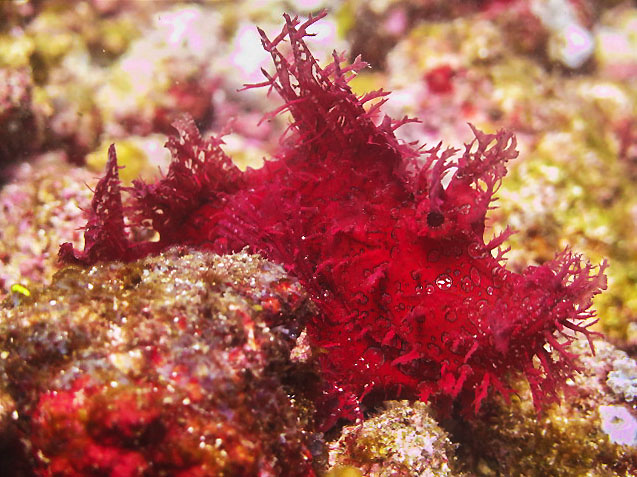 Lacy scorpionfish, the Cauldron, Komodo, Indonesia, Bearded Scoprionfish Lacy scorpionfish
