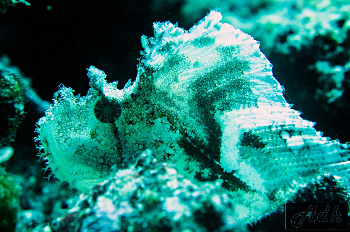 Leaf Scorpion Fish - White Variation