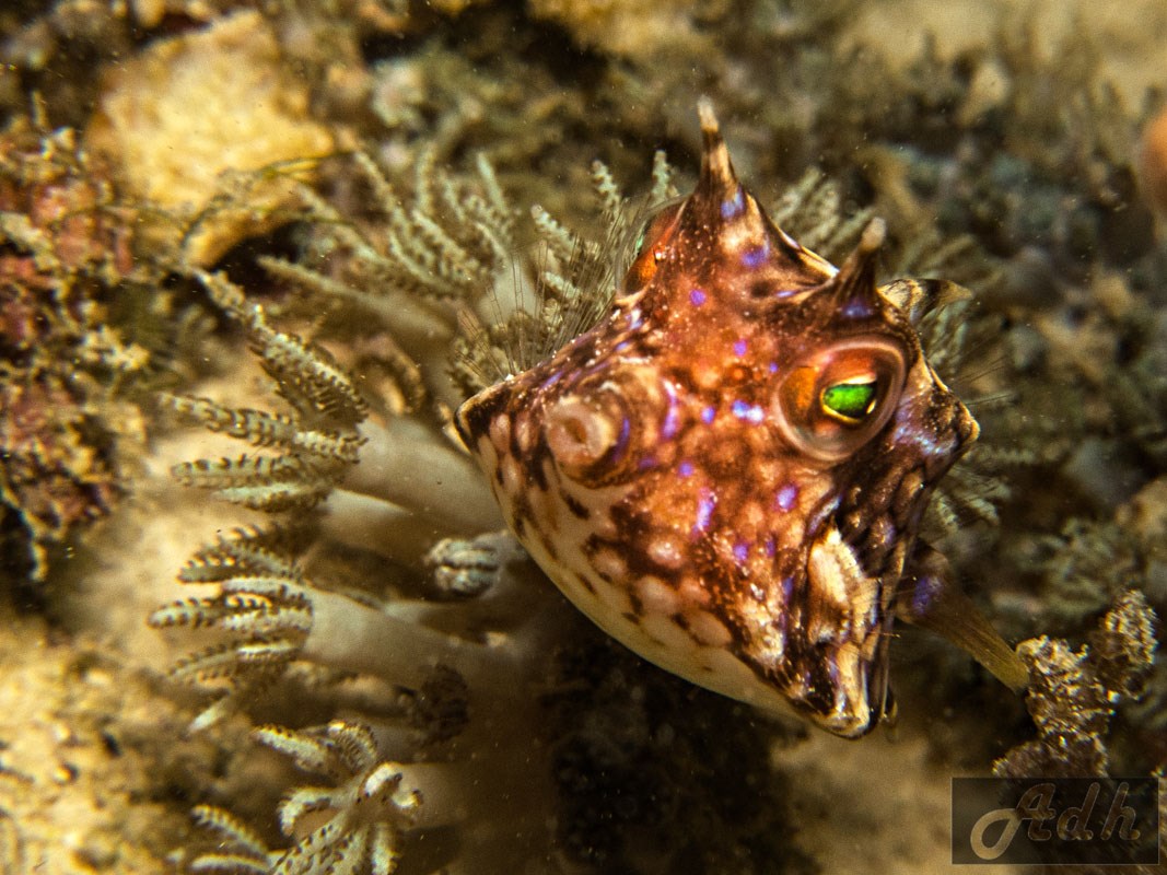 Longhorn Cowfish - Lactoria Comuta
