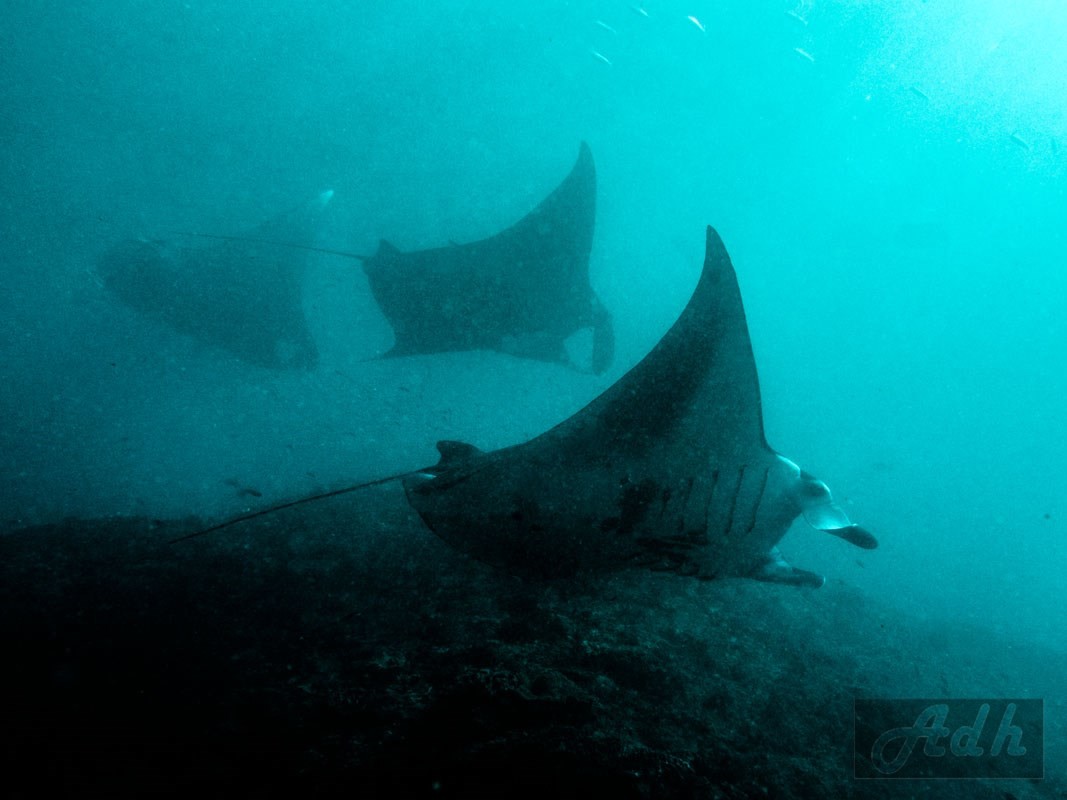 Manta Mating Train, Bali