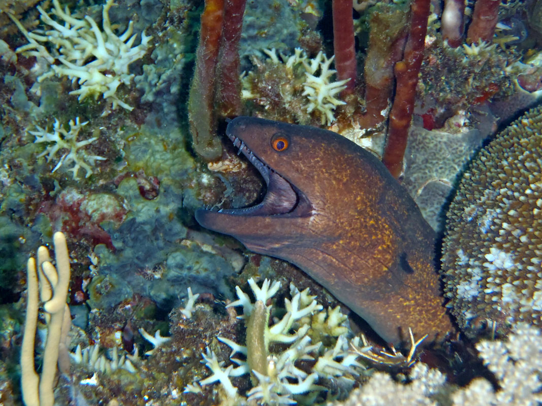 Moray Eel