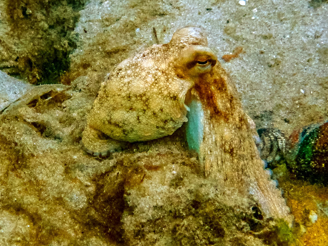 Blue Heron Bridge Dive Site Octopus at Blue Heron Bridge, Florida