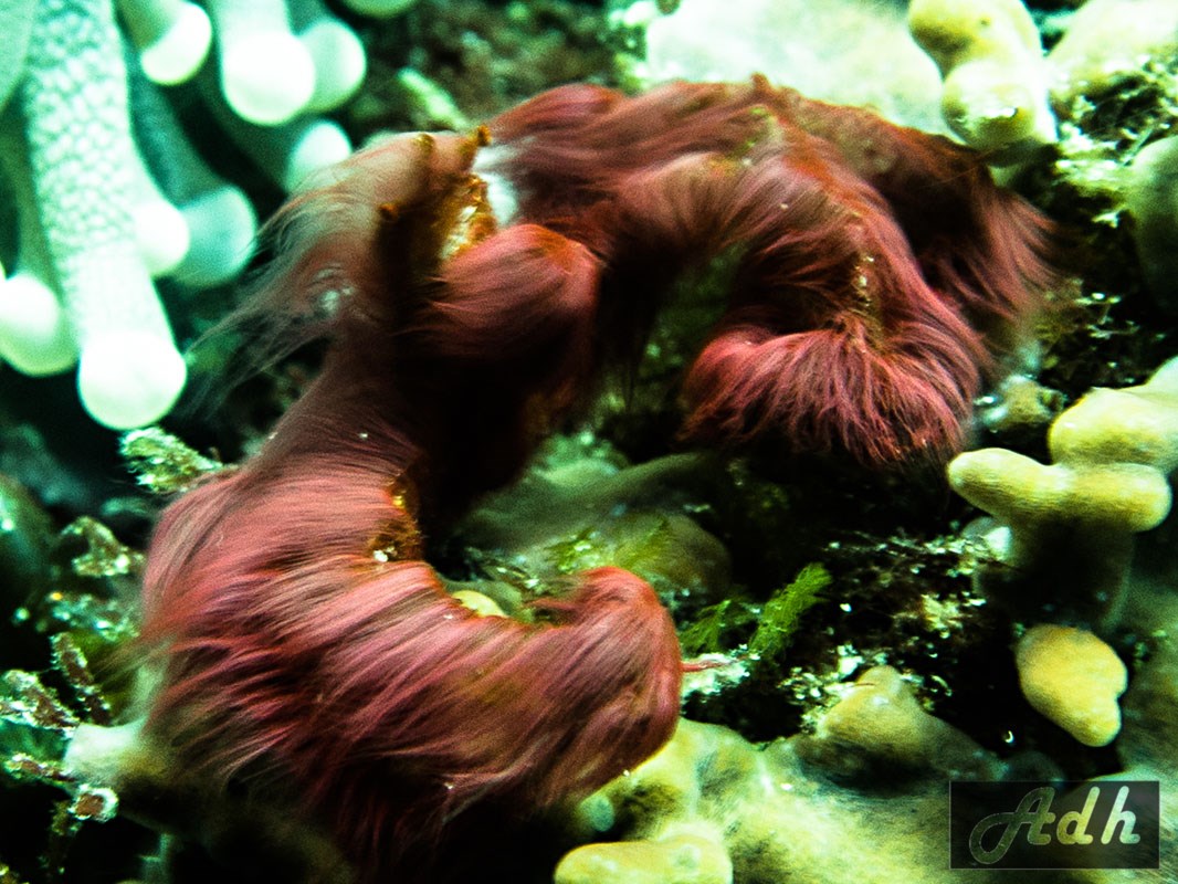 Orangutan Crab, Nusa Penida, Bali, Indonesia Orangutan Crab - Achaeus Japonicus