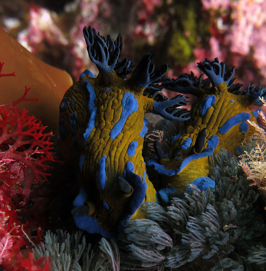 Pair of Nudibranchs