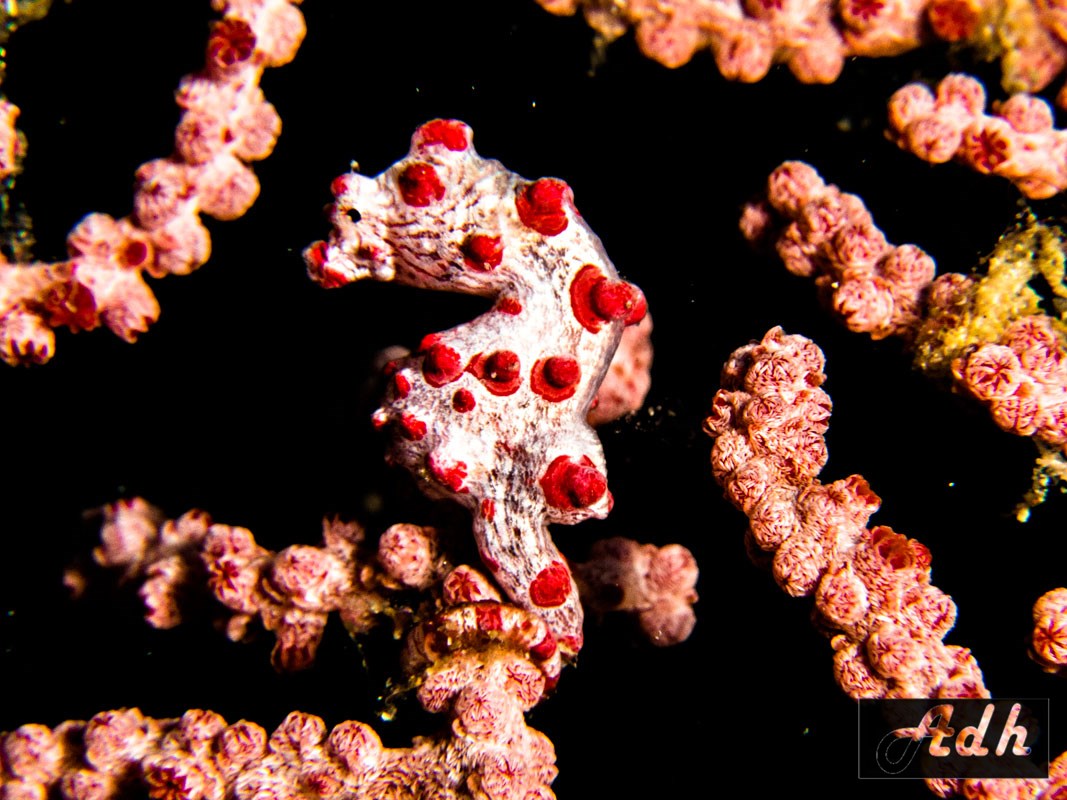 Pygmy Seahorse - Komodo - Indonesia Pygmy Seahorse - Hippocampus Bargibanti