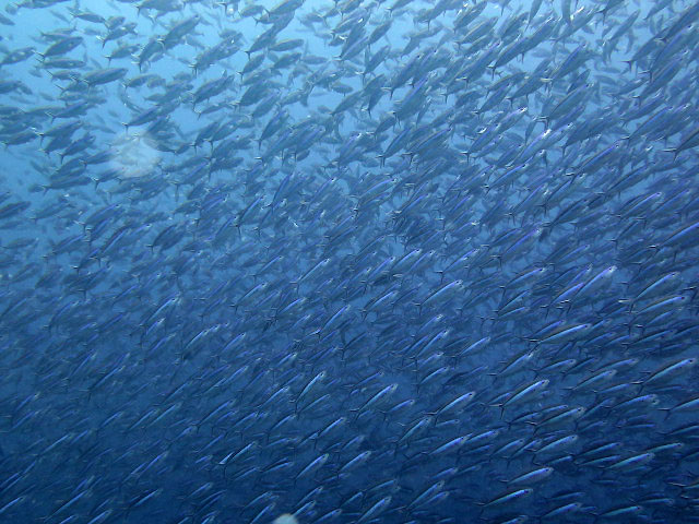 School of Fish