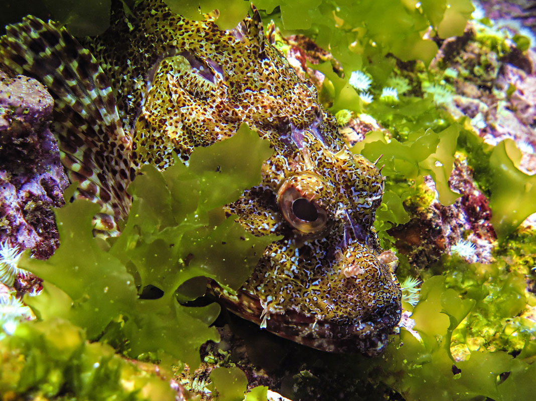 Scorpionfish, Komodo, Indonesia Scorpionfish