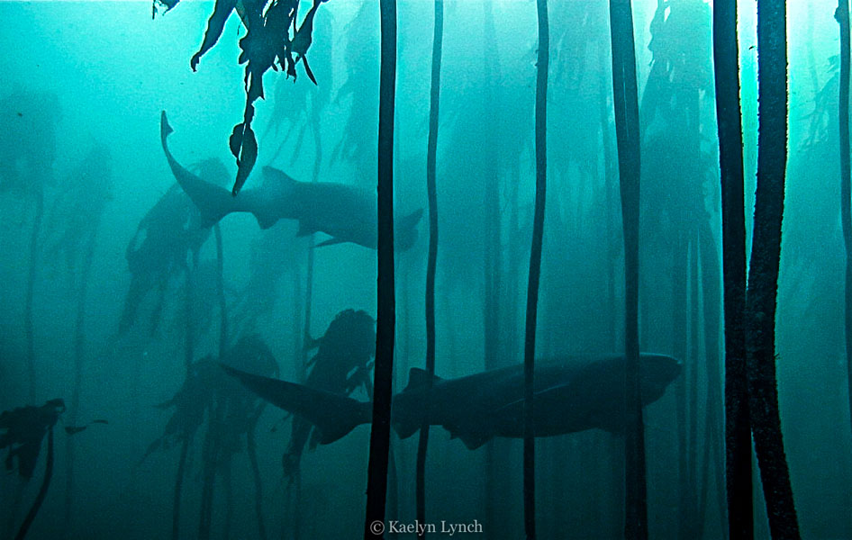 Sevengill sharks at Pyramid Rock, Cape Peninsula, South Africa Sevengill sharks at Pyramid Rock, Cape Town