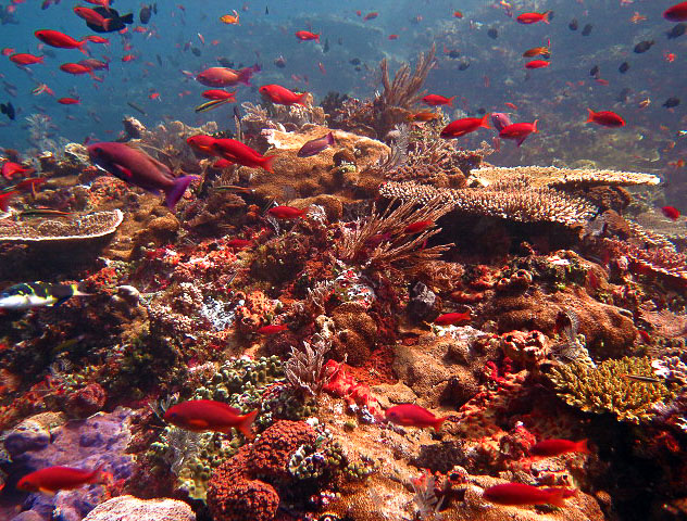 Shallows at Batu Bolong