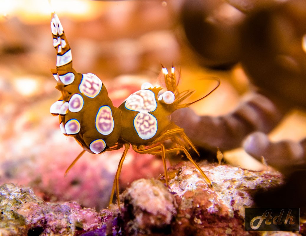 Squat Shrimp, Malapascua, Visayas, Philippines