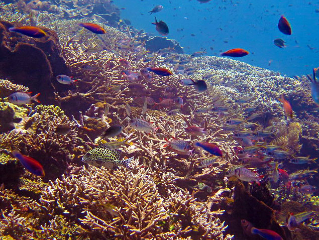 Staghorn Coral Garden, Komodo Staghorn Coral Garden Tatawa Besar