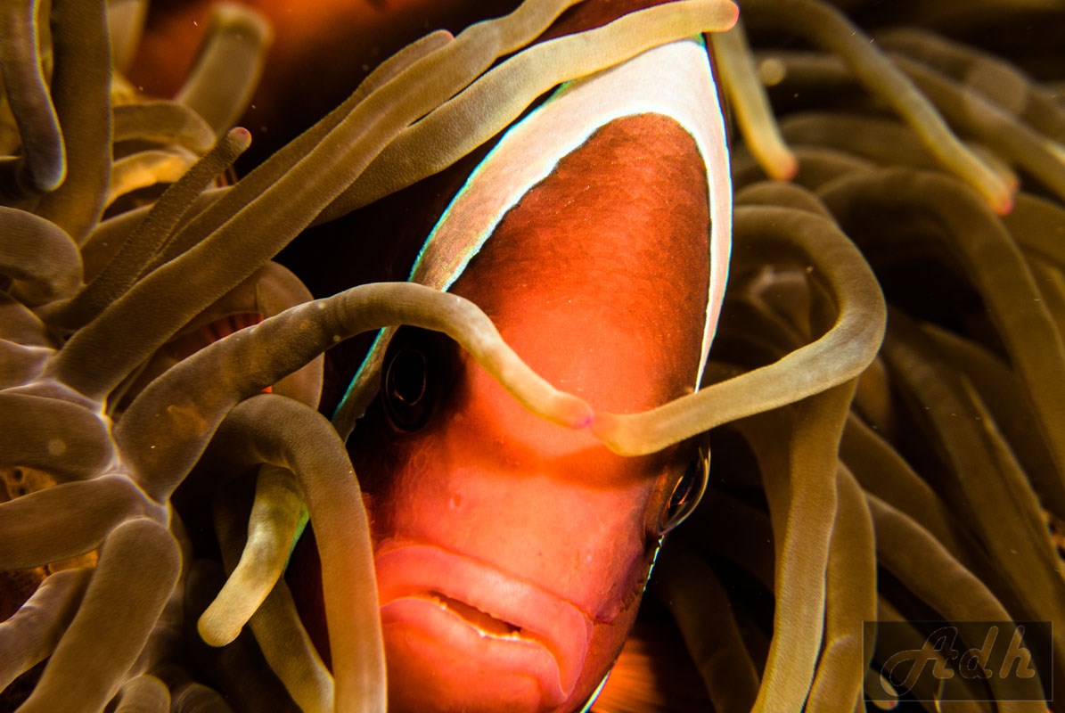Tomatoe Anemonefish - Amphiprion frenatus, Bohol, Panglao Beach, Philippines, Visayas