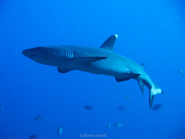 White Tip Reef Shark at Castle Rock, Crystal Rock, Komodo National Park, Indonesia White Tip Reef Shark