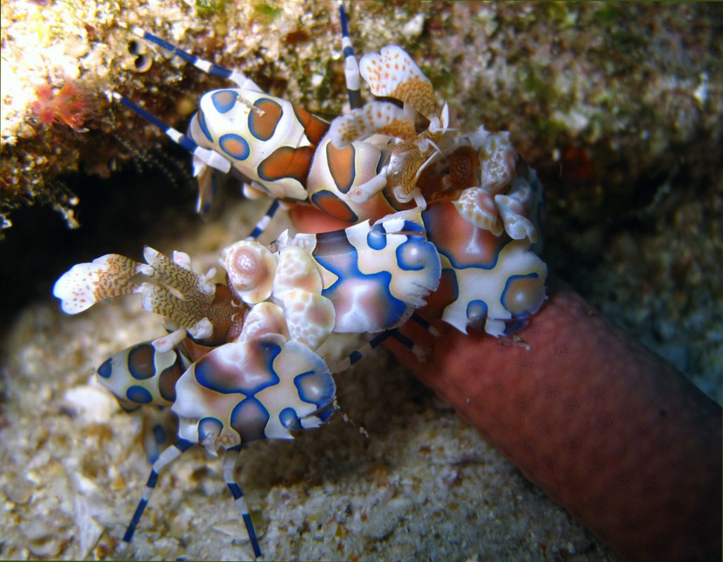 Harlequin shrimps in Phi Phi Islands