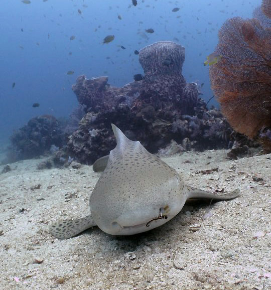 Leopard shark, Similans