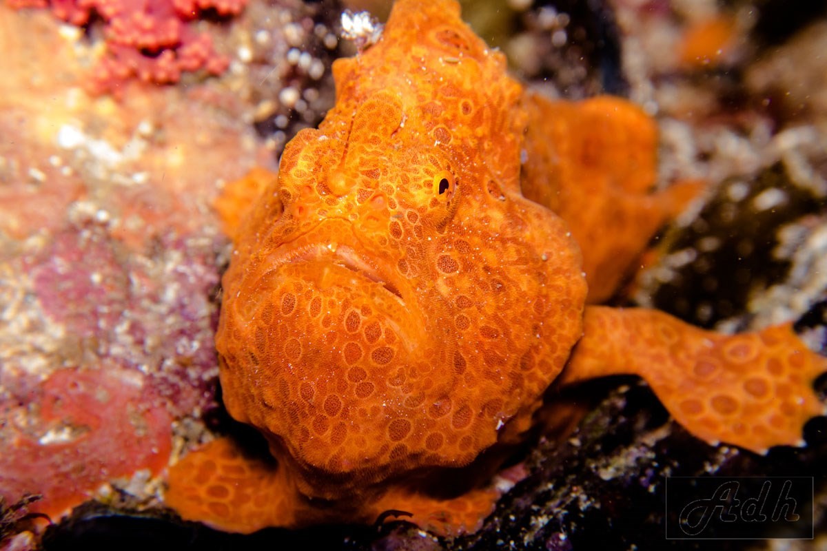 Painted Frogfish - Antennarius pictus Painted Frogfish - Antennarius pictus