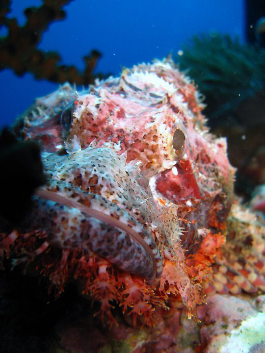 Scorpion fish in Thailand