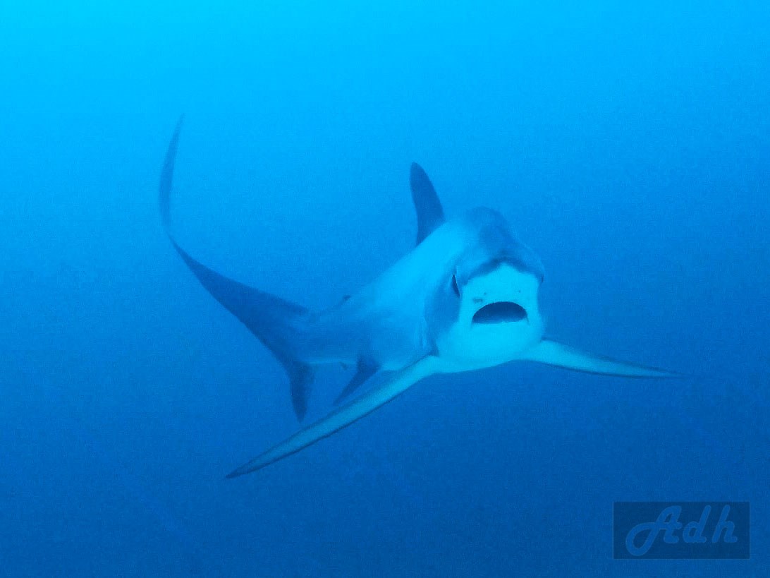 Thresher Shark, Malapascua Thresher Shark at Monad Shoal