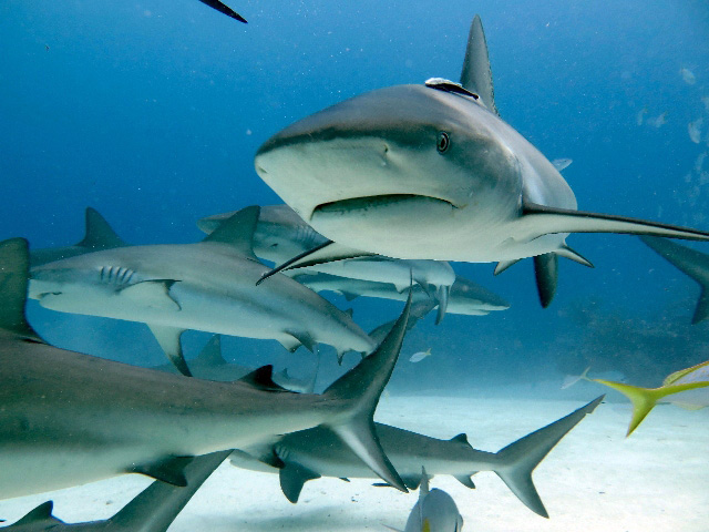The Caribbean reef shark, Carcharhinus perezi, a very fascinating marine creature, a good hunter, but also a curious animal of divers Caribbean Sharks