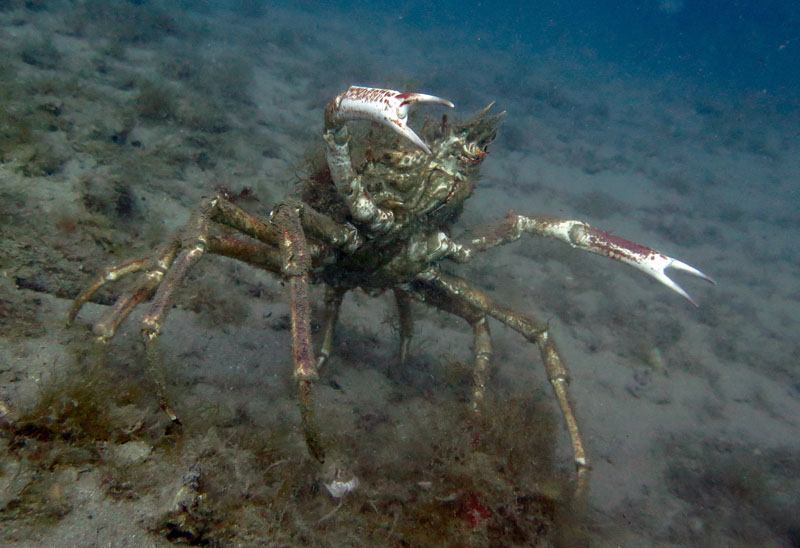 Crab at Bergeggi Island, Italy Crab at Isola di Bergeggi, Liguria, Italy