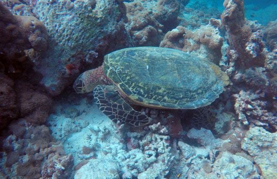 Hawksbill Sea turtle Dharavandhoo Maldives