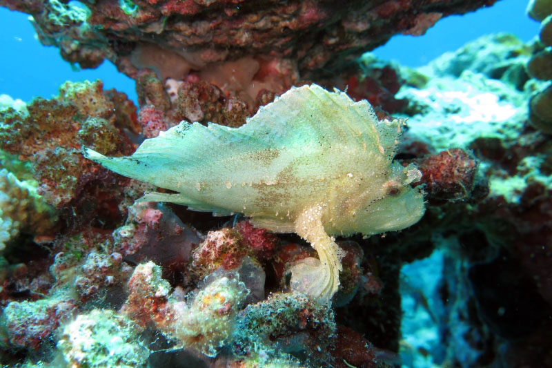 Leaf fish at Finolhu, Baa Atoll