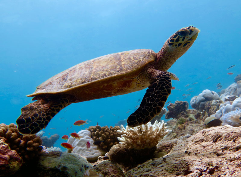 Sea turtles are some or the most fascinating and friendly creatures living in the Ocean. They are threatened by the large amount of pollution in the sea, so a step towards turtle conservation needs to be made.