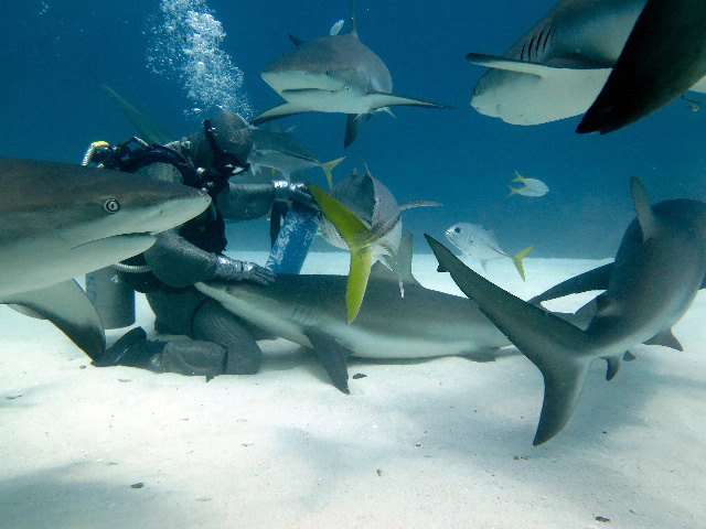 Hypnotised Shark by Whisperer