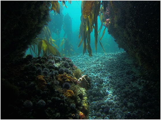 Justin's Caves, Cape Town Justin's Caves Dive Site