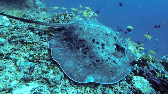 Kudarikilu wall ray