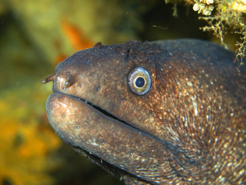 Bergeggi island scuba dive site Moray Eel at Bergeggi island dive site