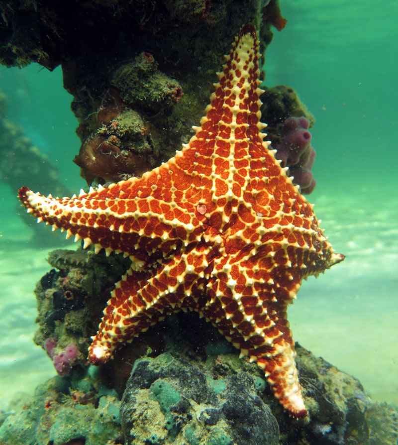 Starfish in Punta Francesa, Cuba