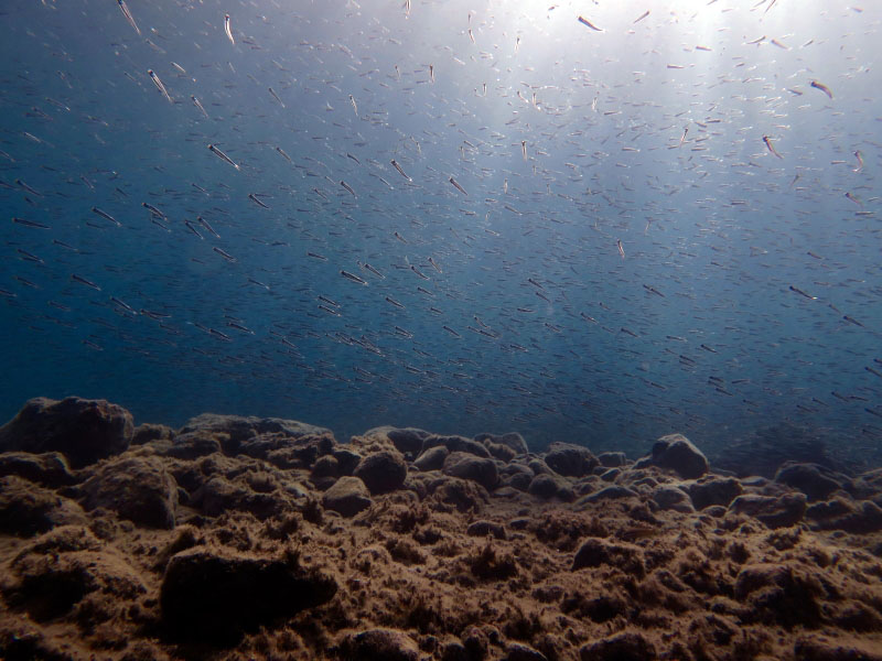 Caponoli Dive Site - Immersione Subacquea School of anchovies in Caponoli, Italy