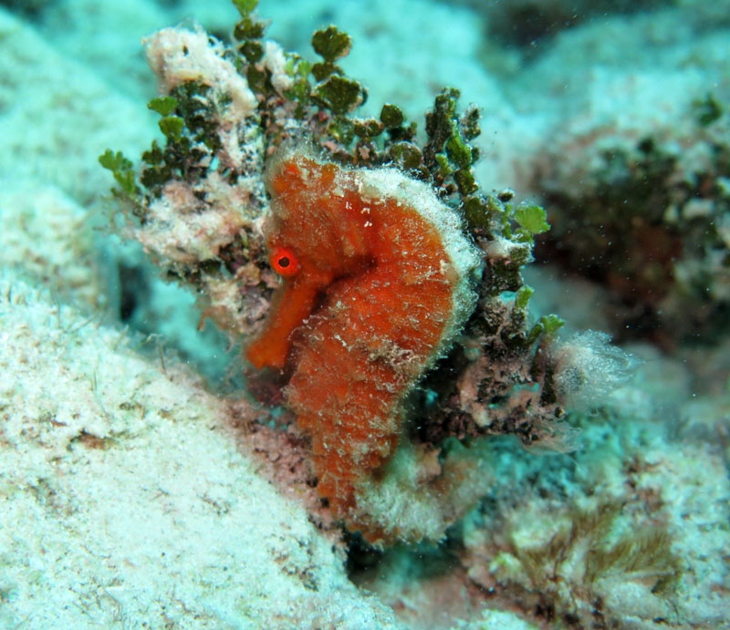 Seahorse at Punta Perdiz, Playa Giron, Cuba Seahorse at Punta Perdiz, Playa Giron, Cuba