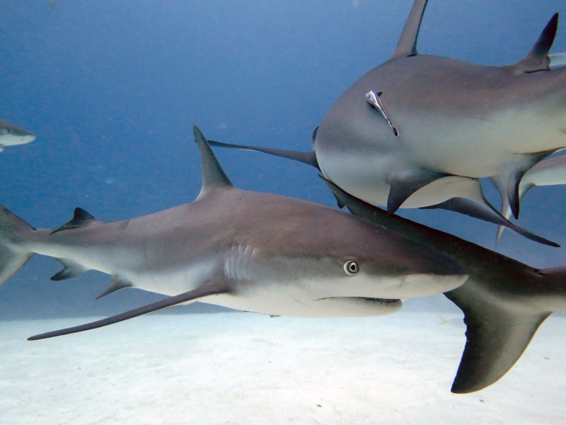 Shark Feeding Shark Frenzy