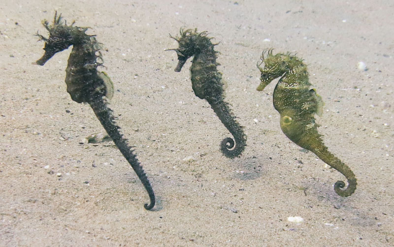 Seahorses dancing during mating season - Caponoli Dive Spot Seahorses mating season dance - Caponoli Dive Site