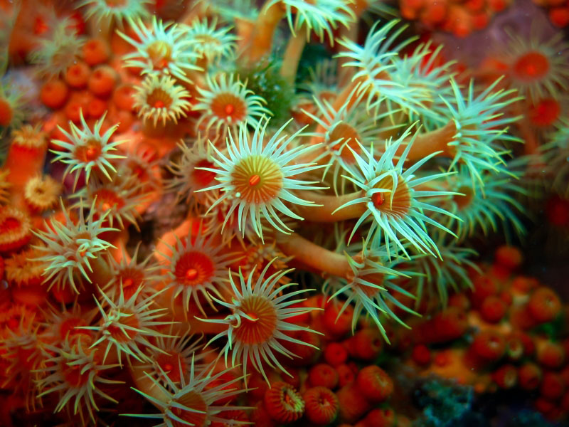 Yellow polyps Parazoanthus Gracilis Yellow polyps Parazoanthus Gracilis at Bergeggi Island
