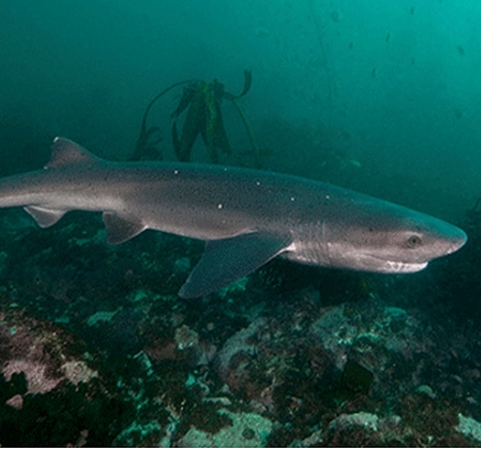 Miller's Point Seven-gill Cowshark