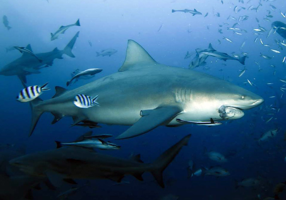 Shark at Beqa Lagoon, Fiji