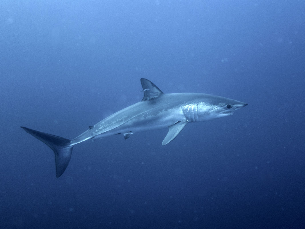 Blue Shark Blue Shark at The Deep in South Africa