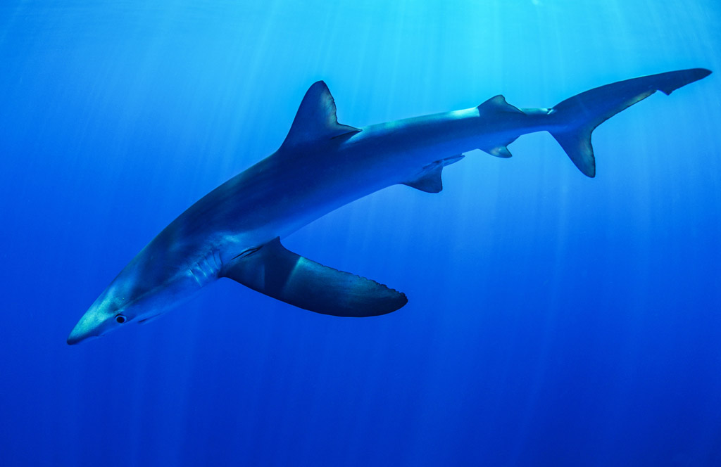 Blue Shark, South Africa Blue Shark at Deep South dive site